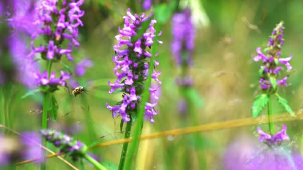 Bombylius Major - Little Be Fly on wild flower Wood Betony (Betonica officinalis) - Materiaali, video