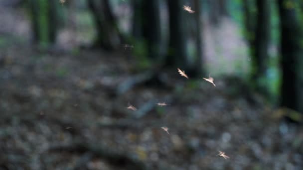 Dancing of Mosquitoes in the light - Materiał filmowy, wideo