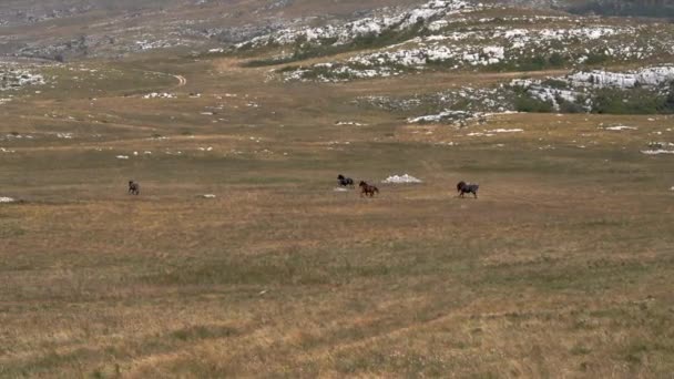Wilde paarden op berg in vrije ruimte - Video