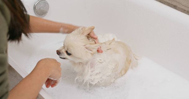 Poméranie chien prendre bain - Photo, image