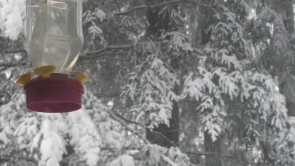 雪の森の近くにぶら下がっているハチドリフィーダー - 映像、動画