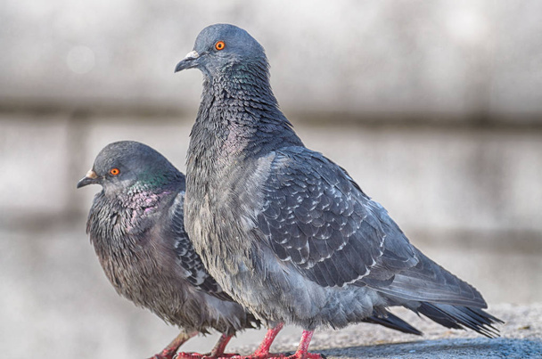 love games in pigeons - Photo, Image