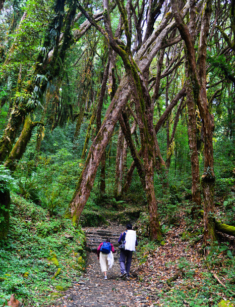 Persone trekking in una foresta
 - Foto, immagini