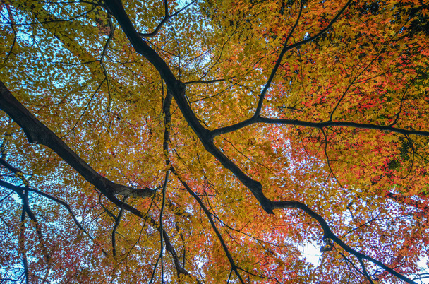 Autumn garden in Tokyo, Japan  - Foto, imagen