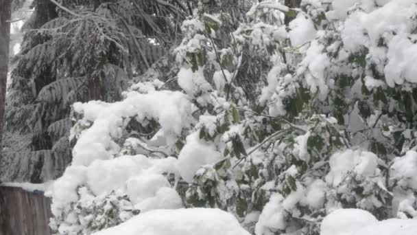 Kışın Washington bahçesinde çalılar ve ağaçlarda ağır kar düşüşü - Video, Çekim