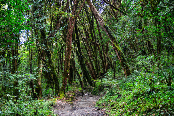 緑の夏の森ハイキング コース  - 写真・画像