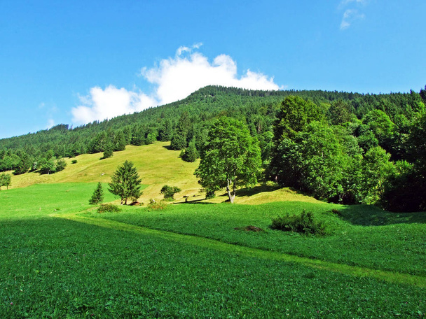 Sernftal 渓谷の高山牧草地と草原-ウリのカントン, スイス - 写真・画像
