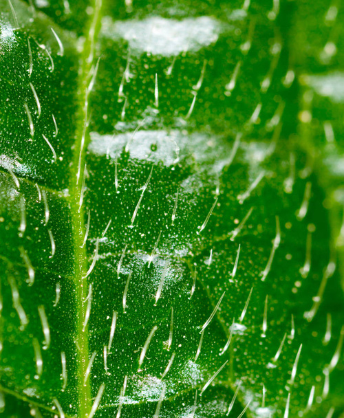 poils sur une feuille verte, Super Macro
 - Photo, image