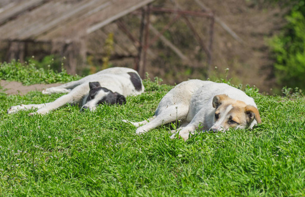 Paire de chiens errants se détend sous le soleil chaud du printemps
 - Photo, image