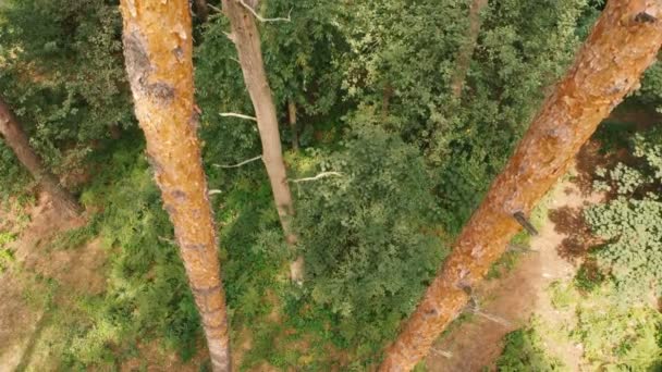 Foto aérea de un pino y un frondoso bosque en un día soleado en verano
 - Metraje, vídeo
