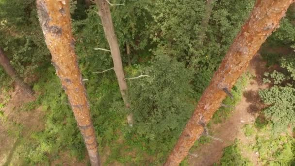Vzdušný záběr z borovice a zeleného dřeva za slunného dne v létě 4 k - Záběry, video