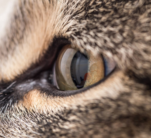 Extrémní detail oka zelené kočky. - Fotografie, Obrázek