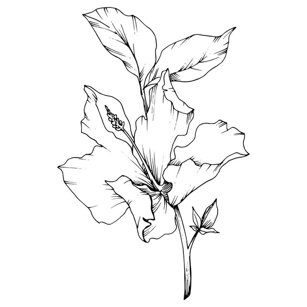 Vektorhibiskus blühende botanische Blume. Schwarz-weiß gestochene Tuschekunst. Isoliertes Hibiskus-Illustrationselement. - Vektor, Bild