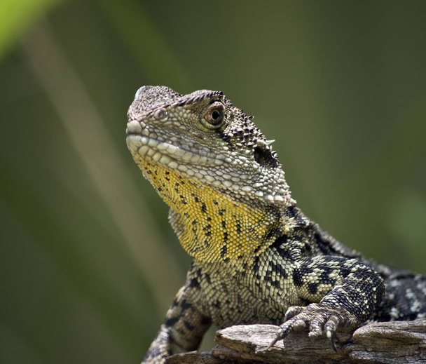 a water dragon lizard - Photo, Image
