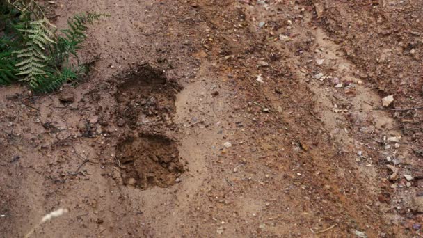 Fresh traces of horse hooves on road - Footage, Video