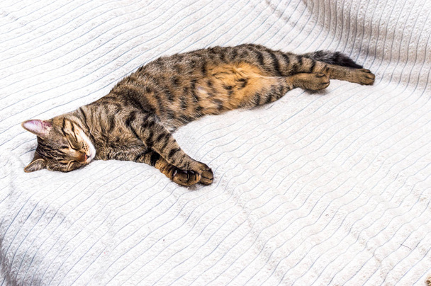 完全な高さに伸ばしてベッドの上で眠る猫. - 写真・画像