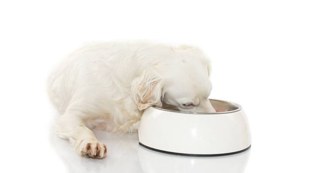 WHITE DOG EATING FOOD IN A BOWL. ISOLATED STUDIO SHOT AGAINST WH - Foto, immagini