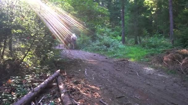Horses pulling felled tree in forest  - Кадри, відео