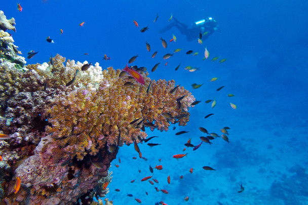 Coral reef with stony coral and diver at the bottom of tropical sea - Photo, Image
