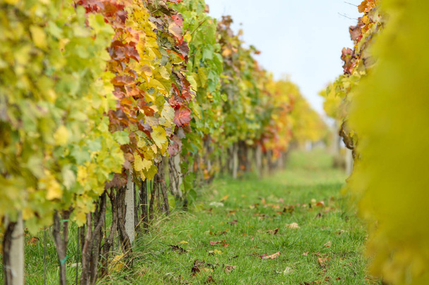 A detail from the vineyard during the autumn.  - Фото, зображення