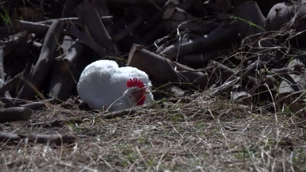 der weiße Hahn mit den Hühnern auf dem Hof, die Tiere streifen auf dem Hof, auf dem Hof. - Filmmaterial, Video
