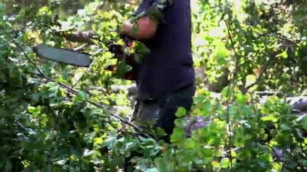 Lumberjack cuts branches on felled tree - Felvétel, videó