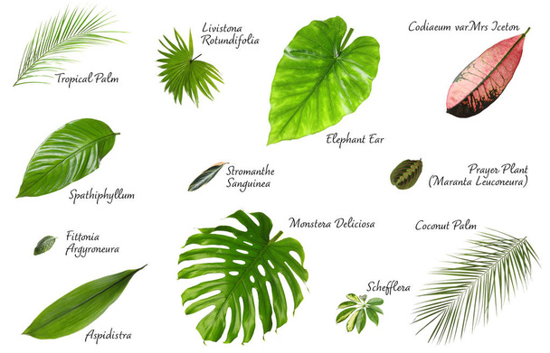 Set of different tropical leaves on white background - Foto, afbeelding