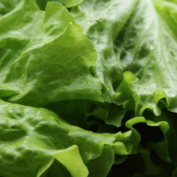 green salad texture in selected focus. - Valokuva, kuva