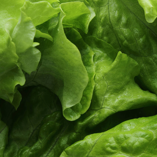 green salad texture in selected focus. - 写真・画像