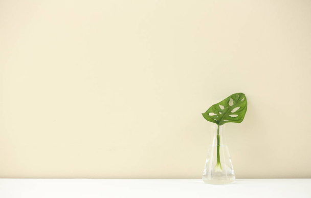 Conical flask with plant on table against color background, space for text. Chemistry laboratory research - Fotó, kép