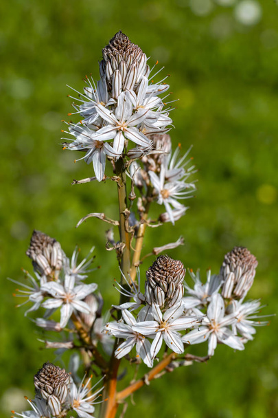 Le héraut du printemps ; Asphodelus aestivus
  - Photo, image