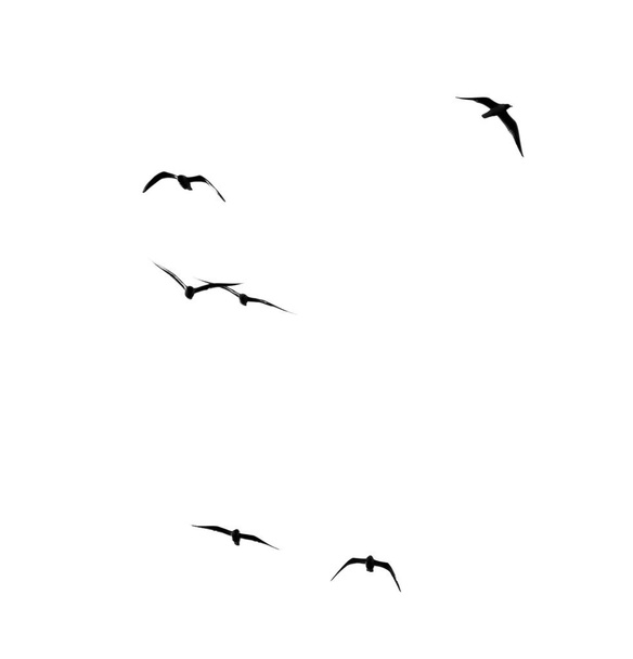 silhouette of a flock of birds on a white background - Photo, Image
