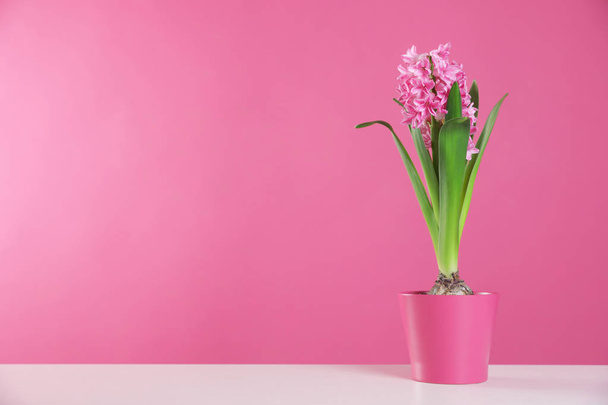 Beautiful hyacinth in pot on table against color background, space for text. Spring flower - Foto, Imagem