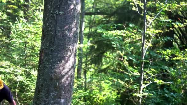 Lumberjack down tree chainsaw - Záběry, video