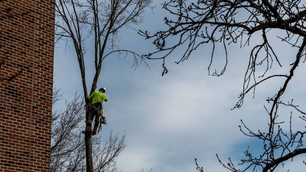 Mann im Baum mit Kettensäge - Foto, Bild