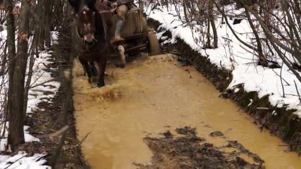 Lumberjack drive horse cart by muddy forest path  - Кадри, відео