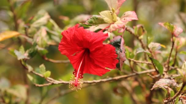 Gros plan sur la fleur d'Hibiscus rosa-sinensis
 - Séquence, vidéo