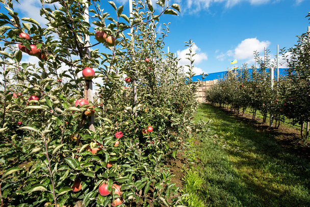 Beautiful optimistic landscape with apples in the apple garden - Photo, Image