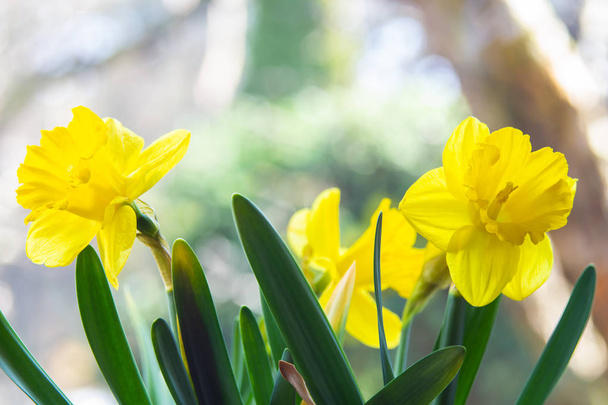 Φόντα με ζωηρόχρωμα ανθίζοντας daffodils ως βάση για περαιτέρω γραφικών έργων - Φωτογραφία, εικόνα