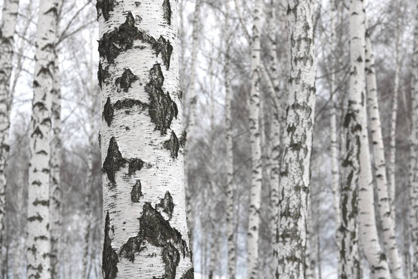 Vidoeiro jovem com casca de vidoeiro preto e branco na primavera em bosque de vidoeiro contra o fundo de outros vidoeiros - Foto, Imagem