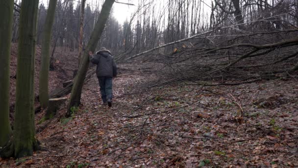 Man goes through forest and looking cut down trees - Séquence, vidéo