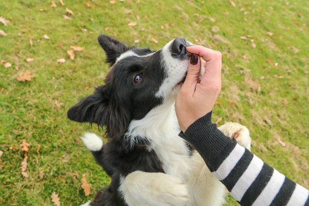 The young border collie puppy is sitting and giving up his front paws. He begs for a dainty from his owner.  - Photo, Image