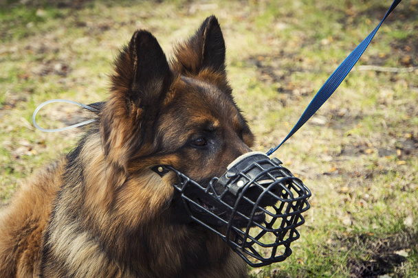 un perro pastor retrato con un hocico blindado para el trabajo de oficial de seguridad
 - Foto, imagen