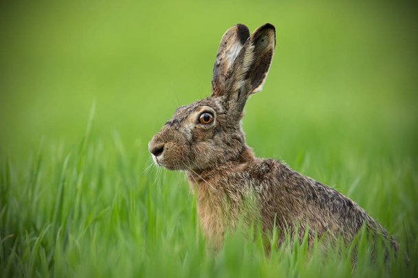 Portrait of brown hare with clear blurred green background. - Photo, Image