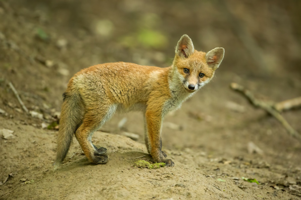Red fox, vulpes vulpes, cub in het bos in de buurt van het hol. - Foto, afbeelding