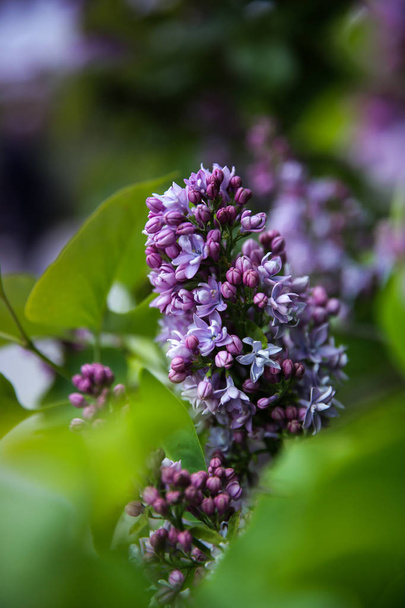 Sladký Lilac na zeleném pozadí. Sladký Lilac. Lilaké květiny - Fotografie, Obrázek