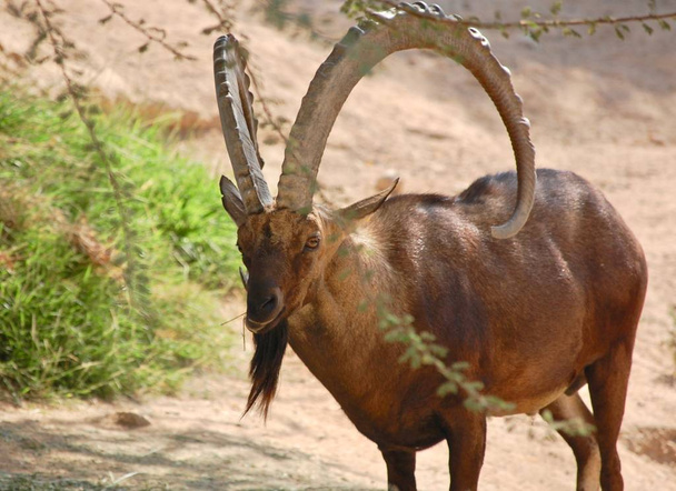 Close up of a Nubian Ibex's impressive horns and strong body (capra nubiana).  - Photo, Image