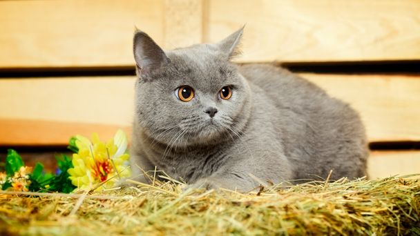 British Shorthair Cat - Foto, Bild