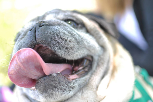 Portrait of an old pug dog looking at camera - Photo, Image