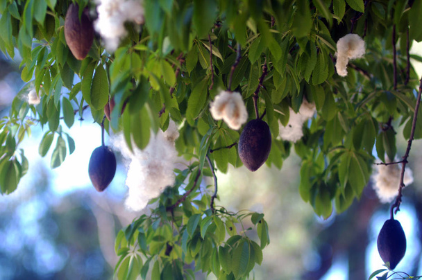 Ceiba pentandra or cotton tree Close up - Photo, Image